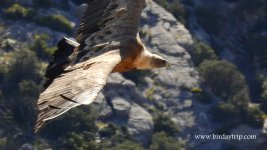 2018.05.15 Griffon Vulture 2.JPG