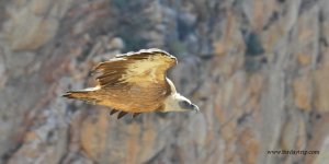 2018.05.15 Griffon Vulture 3.JPG