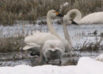 Klamath-Swan-1-web.jpg