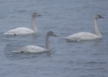 St-Paul-Swans-2-web.jpg