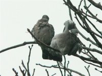 DS woodpigeons rain-bathing 220207 1.jpg