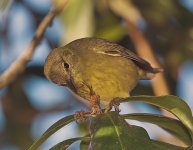 unknown-goldenfinch2.jpg