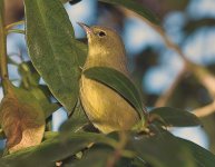 unknown-goldenfinch3.jpg