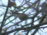 Firecrest2.JPG