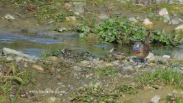 2018.02.09 Bluethroat.JPG