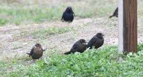 ?Blackbirds.1 (1 of 1).jpg