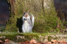 20180222 (1)_Grey_Squirrel.JPG