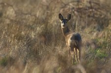 20180222 (4)_Roe_Deer.JPG