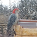 Trail C woodpecker Red Belly - lll -.jpg