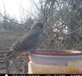 Trail Cam Northern Flicker -lll- 205-18.jpg