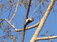 Woodpecker, Hairy.jpg