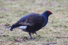 20180331 (4)_Black_Grouse.JPG