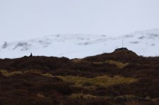 20180331 (9)_Red_Grouse.JPG