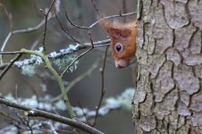 20180331 (17)_Red_Squirrel.JPG