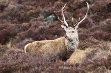 20180331 (57)_Red_Deer.JPG