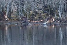 20180331 (68)_European_Beaver.JPG