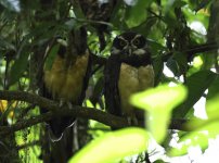pair of spectacled owls.JPG
