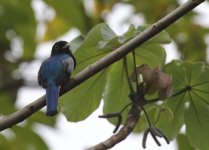 gartered trogon.JPG