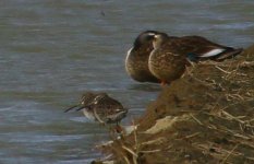 Dowitcher Izumi 2018.jpg