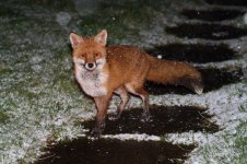 20180317 (1)_Red_Fox.JPG