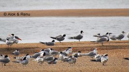 Terns - mixed.jpg