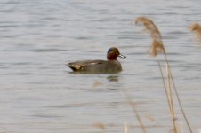 Eurasian Teal.jpg