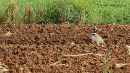 2018.05.22 Little Bustard.JPG