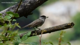 2018.05.23 Blackcap.JPG