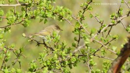 2018.04.30 W. Bonelli's Warbler.JPG