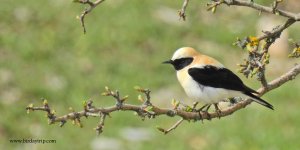 2018.04.30 Black-eared Wheatear.JPG