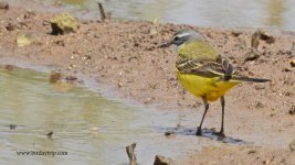 2018.04.30 Iberian Yellow Wagtail.JPG