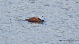 2018.04.30 White-headed Duck.JPG