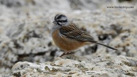 2018.03.20 Rock Bunting.JPG