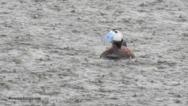 2018.03.20 White-headed Duck.JPG