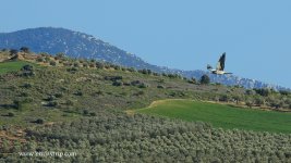 2018.03.20 Montagu's Harrier.JPG