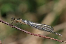 Common Winter Damselfly lt 1.jpg