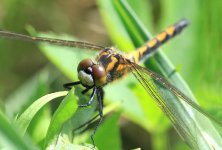 Northern White-faced Darter lt 1.jpg