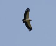 king vulture.jpg
