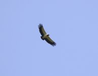 king vulture.JPG
