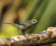 palm tanager.JPG