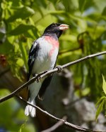 Rose Breasted Grosbeak  411-2018.jpg