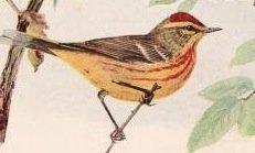 palm warbler.jpg