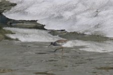 Common Redshank.jpg