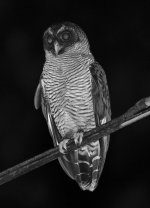 black and white owl bw.jpg