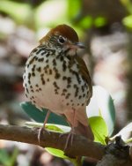 Wood Thrush  4-16-2018.jpg