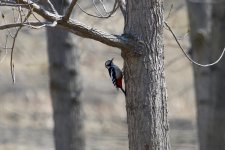 Great-Spotted Woodpecker.jpg