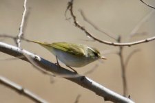 Eastern Crowned Warbler.jpg