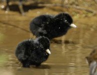 water rail chicks.jpg