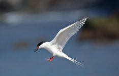 22 Roseate Tern.jpg