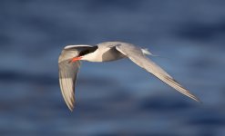 24 Common Tern.jpg